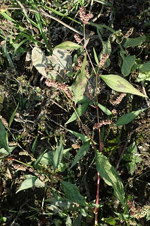 Persicaria lapathifolia \ Ampfer-Kn�terich / Pale Persicaria, D R&ouml;merberg 18.10.2018