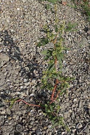 Persicaria lapathifolia \ Ampfer-Kn�terich / Pale Persicaria, D Biblis 20.10.2018