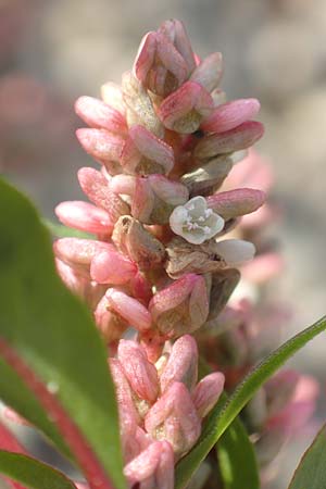Persicaria lapathifolia \ Ampfer-Kn�terich / Pale Persicaria, D Biblis 20.10.2018