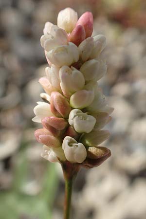 Persicaria lapathifolia \ Ampfer-Kn�terich / Pale Persicaria, D Biblis 20.10.2018