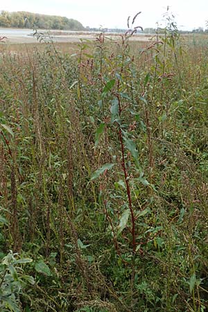 Persicaria lapathifolia \ Ampfer-Kn�terich / Pale Persicaria, D K&ouml;ln-Langel 22.10.2018