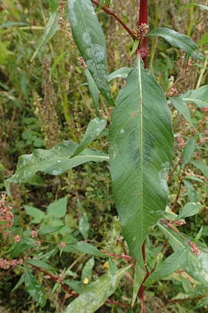 Persicaria lapathifolia \ Ampfer-Kn�terich / Pale Persicaria, D K&ouml;ln-Langel 22.10.2018