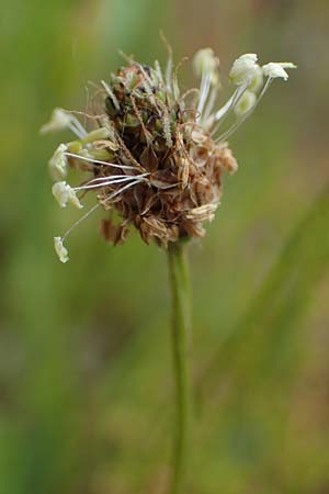 Plantago lanceolata \ Spitz-Wegerich / Ribwort Plantain, D Hockenheim 8.6.2021