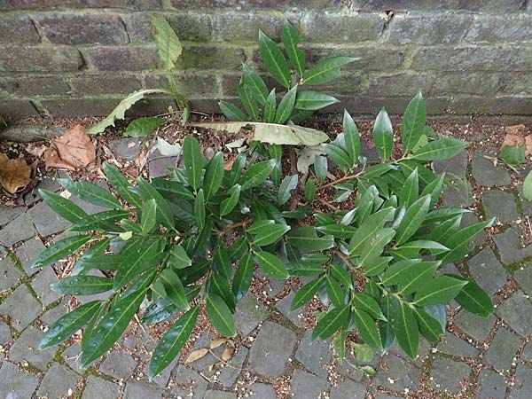 Prunus laurocerasus \ Kirsch-Lorbeer, Lorbeerkirsche / Cherry Laurel, D Bochum 8.8.2021