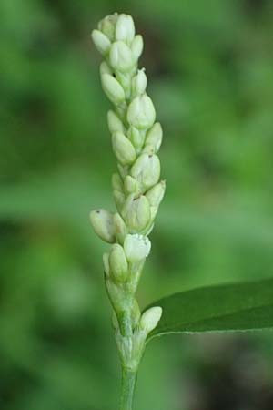 Persicaria lapathifolia \ Ampfer-Kn�terich / Pale Persicaria, D Aachen 20.8.2022
