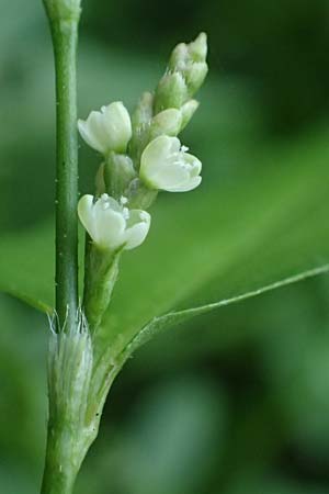 Persicaria lapathifolia \ Ampfer-Kn�terich / Pale Persicaria, D Aachen 20.8.2022