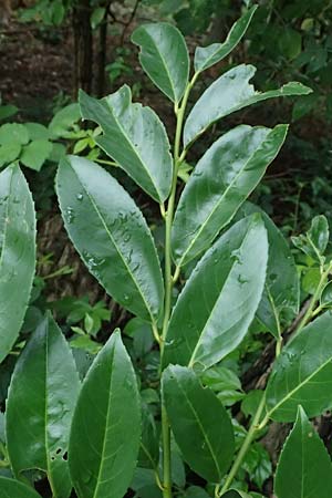 Prunus laurocerasus \ Kirsch-Lorbeer, Lorbeerkirsche / Cherry Laurel, D Rheda-Wiedenbr&uuml;ck 2.8.2023