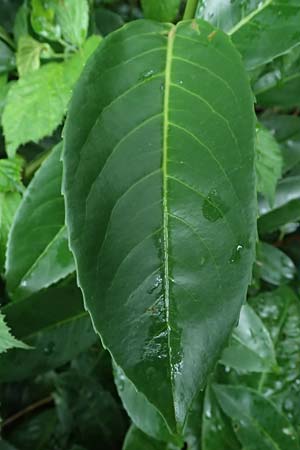 Prunus laurocerasus \ Kirsch-Lorbeer, Lorbeerkirsche / Cherry Laurel, D Rheda-Wiedenbr&uuml;ck 2.8.2023