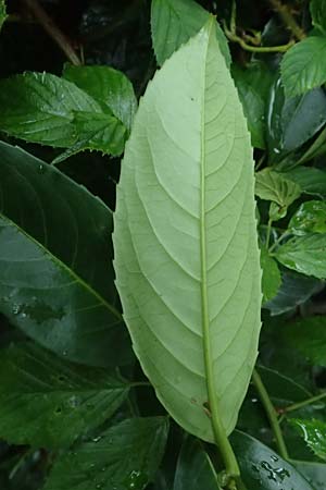 Prunus laurocerasus \ Kirsch-Lorbeer, Lorbeerkirsche / Cherry Laurel, D Rheda-Wiedenbr&uuml;ck 2.8.2023