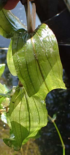 Potamogeton lucens \ Gl�nzendes Laichkraut / Shining Pontweed, D Kisslegg-Waltershofen 15.8.2024