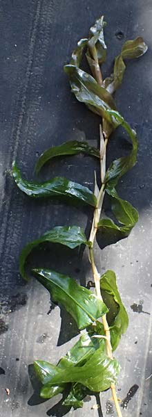 Potamogeton lucens \ Gl�nzendes Laichkraut / Shining Pontweed, D Kisslegg-Waltershofen 15.8.2024