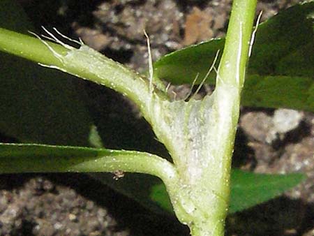 Persicaria mitis \ Milder Kn�terich / Water-Pepper, D Hambr&uuml;cken 5.8.2007