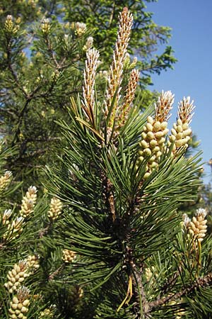 Pinus uncinata \ Haken-Kiefer, Spirke / Dwarf Mountain Pine, D Schwarzwald/Black-Forest, Kaltenbronn 18.6.2013
