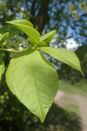 Prunus padus subsp. padus \ Traubenkirsche / Bird Cherry, D Odenwald, Breuberg 28.4.2016
