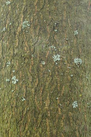 Prunus padus subsp. padus \ Traubenkirsche / Bird Cherry, D Odenwald, Breuberg 28.4.2016