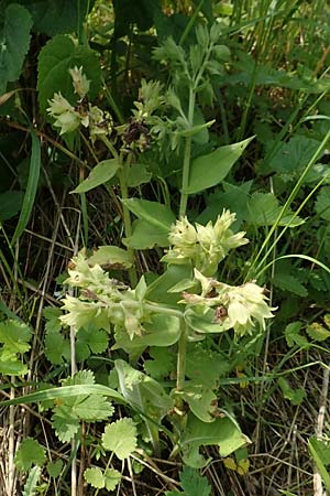 Pulmonaria mollis \ Weiches Lungenkraut / Soft Lungwort, D Gochsheim 17.5.2018