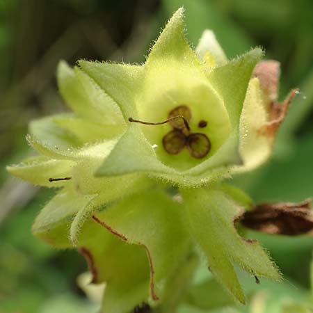 Pulmonaria mollis \ Weiches Lungenkraut / Soft Lungwort, D Gochsheim 17.5.2018