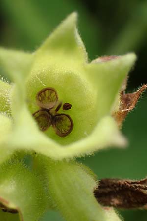 Pulmonaria mollis \ Weiches Lungenkraut / Soft Lungwort, D Gochsheim 17.5.2018