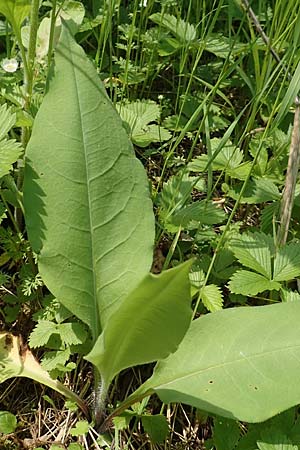 Pulmonaria mollis \ Weiches Lungenkraut / Soft Lungwort, D Gochsheim 17.5.2018