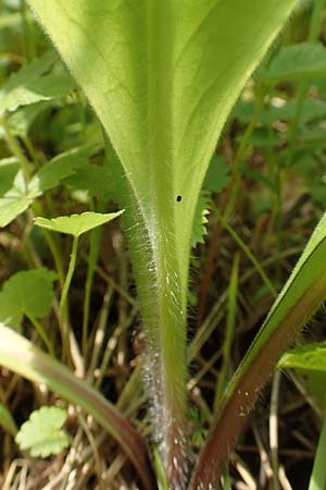 Pulmonaria mollis \ Weiches Lungenkraut / Soft Lungwort, D Gochsheim 17.5.2018