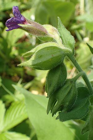 Pulmonaria mollis \ Weiches Lungenkraut / Soft Lungwort, D Gochsheim 17.5.2018