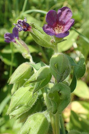 Pulmonaria mollis \ Weiches Lungenkraut / Soft Lungwort, D Gochsheim 17.5.2018