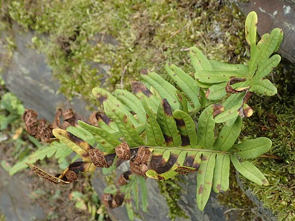 Polypodium x mantoniae \ Mantons T�pfelfarn, T�pfelfarn-Hybride / Hybrid Polypody, D Heimbach 24.5.2018