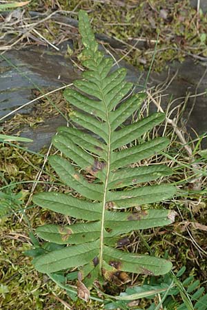 Polypodium x mantoniae \ Mantons T�pfelfarn, T�pfelfarn-Hybride / Hybrid Polypody, D Heimbach 24.5.2018