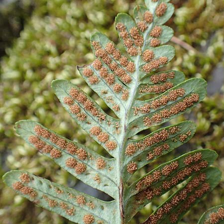 Polypodium x mantoniae \ Mantons T�pfelfarn, T�pfelfarn-Hybride / Hybrid Polypody, D Heimbach 24.5.2018