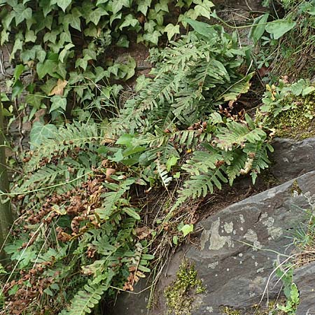 Polypodium x mantoniae \ Mantons T�pfelfarn, T�pfelfarn-Hybride / Hybrid Polypody, D Heimbach 24.5.2018