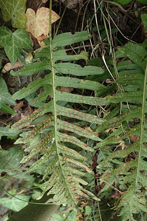 Polypodium x mantoniae \ Mantons T�pfelfarn, T�pfelfarn-Hybride / Hybrid Polypody, D Heimbach 24.5.2018