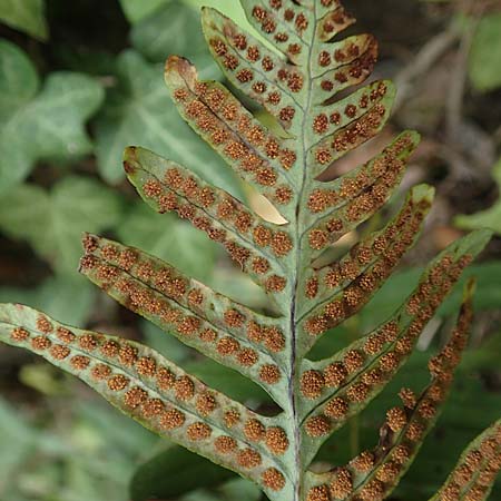 Polypodium x mantoniae \ Mantons T�pfelfarn, T�pfelfarn-Hybride / Hybrid Polypody, D Heimbach 24.5.2018
