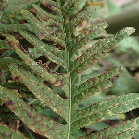 Polypodium x mantoniae \ Mantons T�pfelfarn, T�pfelfarn-Hybride / Hybrid Polypody, D Heimbach 24.5.2018