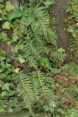 Polypodium x mantoniae \ Mantons T�pfelfarn, T�pfelfarn-Hybride / Hybrid Polypody, D Heimbach 24.5.2018