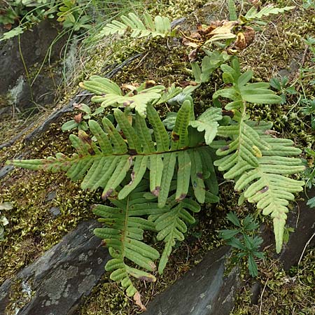Polypodium x mantoniae \ Mantons T�pfelfarn, T�pfelfarn-Hybride / Hybrid Polypody, D Heimbach 24.5.2018