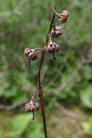 Pyrola media \ Mittleres Wintergr�n / Intermediate Wintergreen, D Rosenthal 15.6.2019