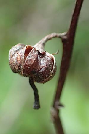 Pyrola media \ Mittleres Wintergr�n / Intermediate Wintergreen, D Rosenthal 15.6.2019