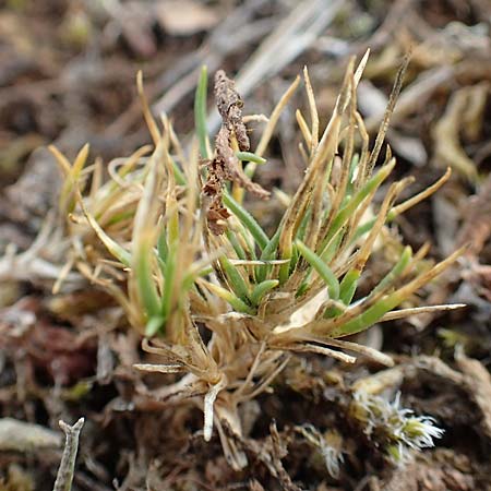 Polycnemum majus \ Gro�er Knorpelsalat / Giant Needle-Leaf, D Nidda 30.7.2019