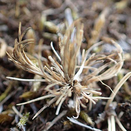 Polycnemum majus \ Gro�er Knorpelsalat / Giant Needle-Leaf, D Nidda 30.7.2019