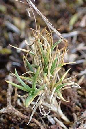 Polycnemum majus \ Gro�er Knorpelsalat / Giant Needle-Leaf, D Nidda 30.7.2019