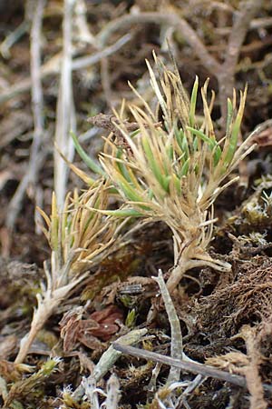 Polycnemum majus \ Gro�er Knorpelsalat / Giant Needle-Leaf, D Nidda 30.7.2019