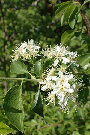 Prunus mahaleb, Felsenkirsche, Stein-Weichsel