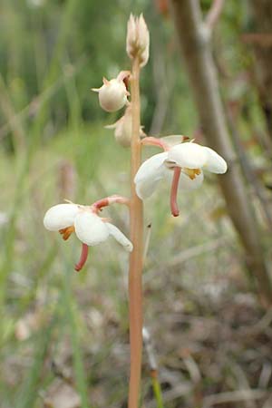 Pyrola rotundifolia \ Rundbl�ttriges Wintergr�n / Round-Leaved Wintergreen, D Hagen 11.6.2020