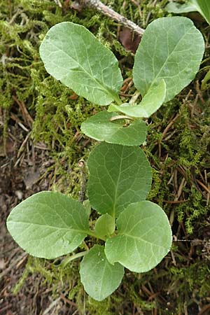 Pyrola minor \ Kleines Wintergr�n / Common Wintergreen, D Attendorn-Albringhausen 12.6.2020