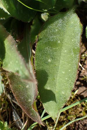 Pulmonaria montana \ Knolliges Lungenkraut / Mountain Lungwort, D Rheinhessen, Wendelsheim 20.4.2021