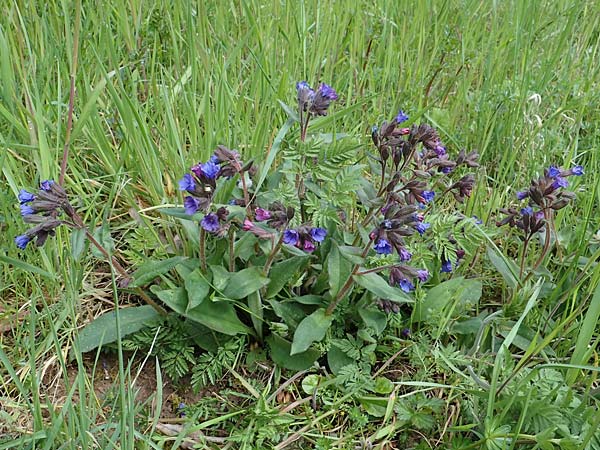 Pulmonaria montana \ Knolliges Lungenkraut / Mountain Lungwort, D Rheinhessen, Wendelsheim 20.4.2021