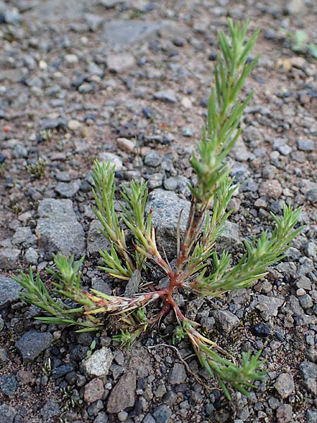 Polycnemum majus \ Gro�er Knorpelsalat / Giant Needle-Leaf, D Kaiserslautern 15.8.2021