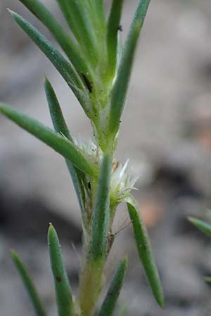 Polycnemum majus \ Gro�er Knorpelsalat / Giant Needle-Leaf, D Kaiserslautern 15.8.2021