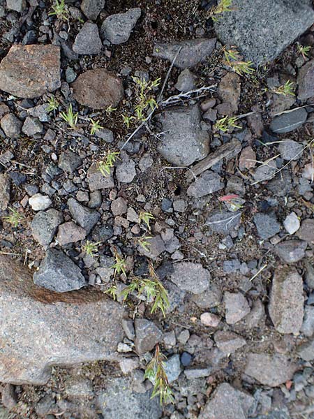 Polycnemum majus \ Gro�er Knorpelsalat / Giant Needle-Leaf, D Kaiserslautern 15.8.2021