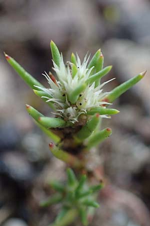 Polycnemum majus \ Gro�er Knorpelsalat / Giant Needle-Leaf, D Kaiserslautern 15.8.2021